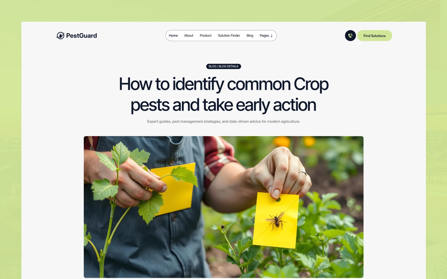 Gardener placing yellow sticky notes on tomato plants in a garden to identify crop pests, with a small insect on one note